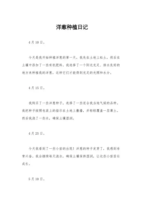 洋葱种植日记