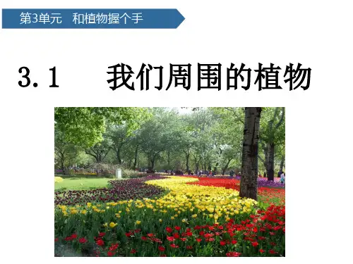 (一下)科学优秀课件-8我们周围的植物 青岛版(六年制)PPT(13页)