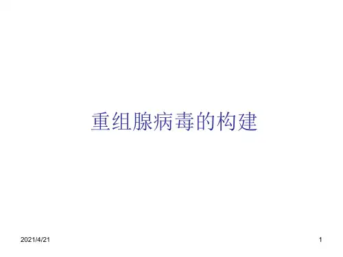 腺病毒载体构建-文档资料