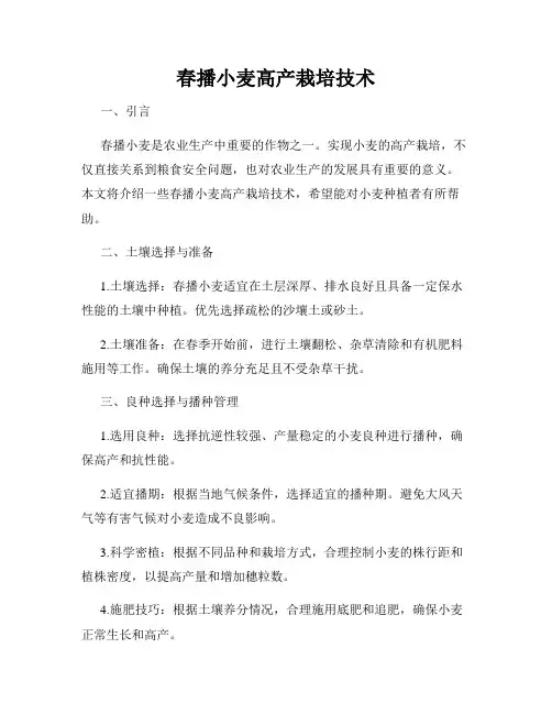 春播小麦高产栽培技术