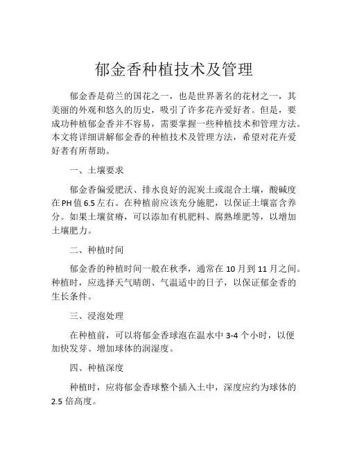 郁金香种植技术及管理