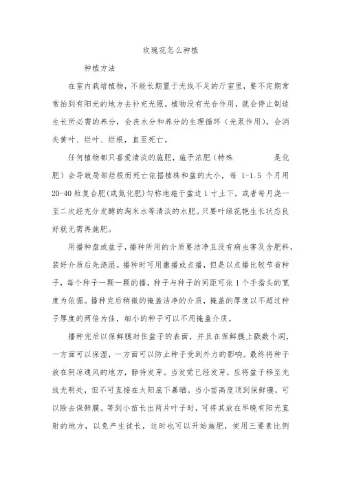 玫瑰花怎么种植_1