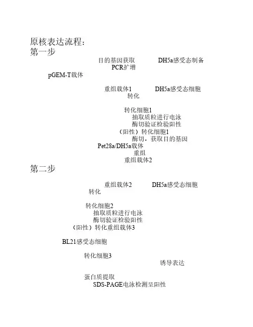 原核表达实验流程