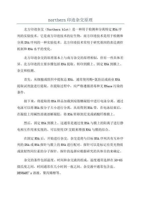 northern印迹杂交原理