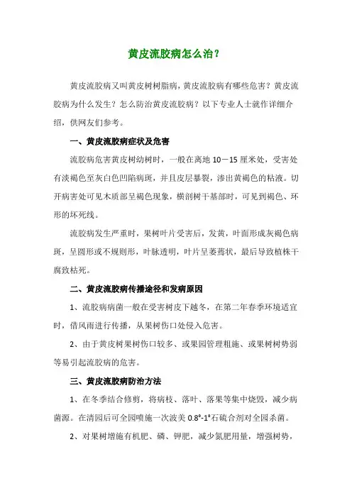 黄皮流胶病怎么治？