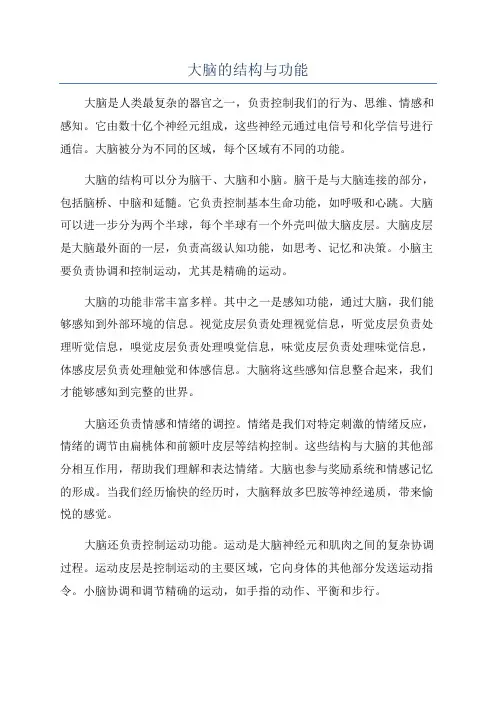 大脑的结构与功能