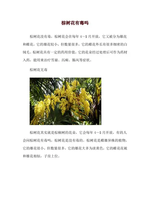 棕树花有毒吗