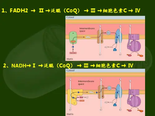 306.7电子传递链医学细胞生物学