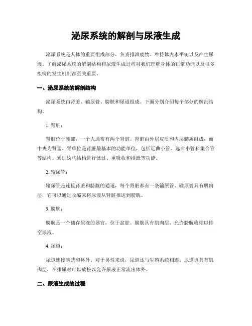 泌尿系统的解剖与尿液生成