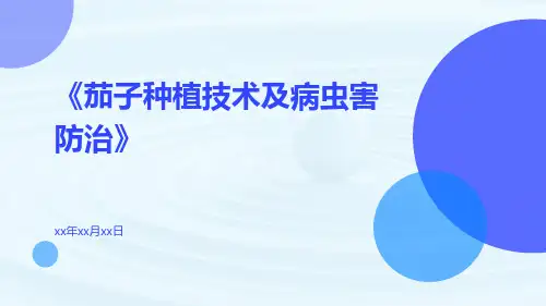 茄子种植技术及病虫害防治
