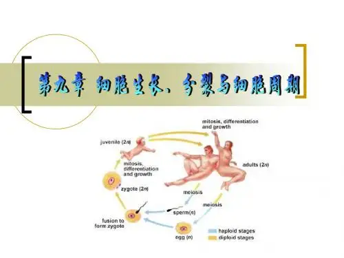 细胞生物学第九章细胞生长、分裂与细胞周期