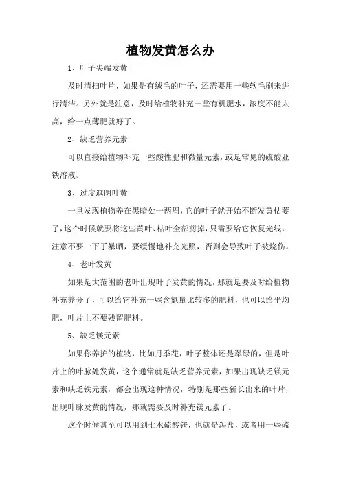 植物发黄怎么办