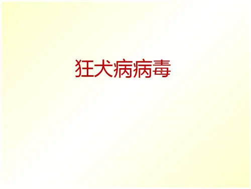 (34)--狂犬病病毒免疫学基础与病原生物学