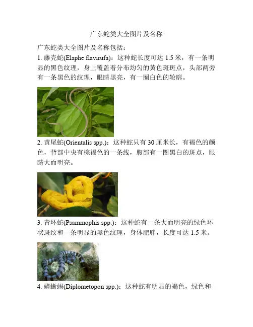 广东蛇类大全图片及名称