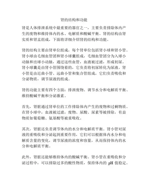 肾的结构和功能