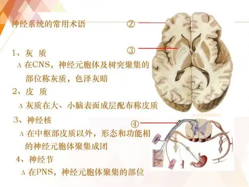 传导通路  ppt课件