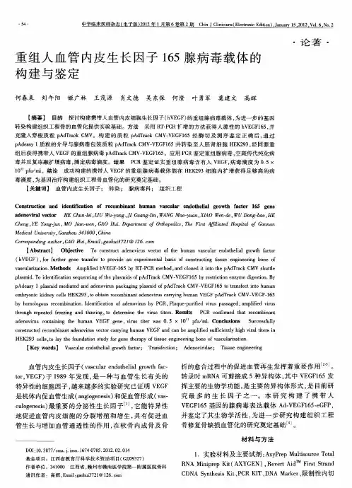重组人血管内皮生长因子165腺病毒载体的构建与鉴定