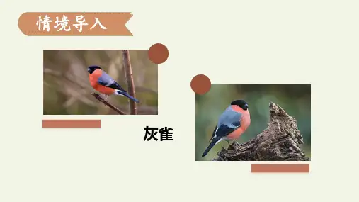 25.《灰雀》课件(共33张PPT)