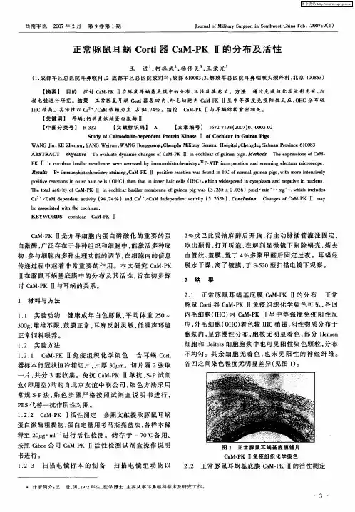 正常豚鼠耳蜗Corti器CaM-PKⅡ的分布及活性