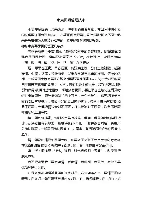 小麦田间管理技术