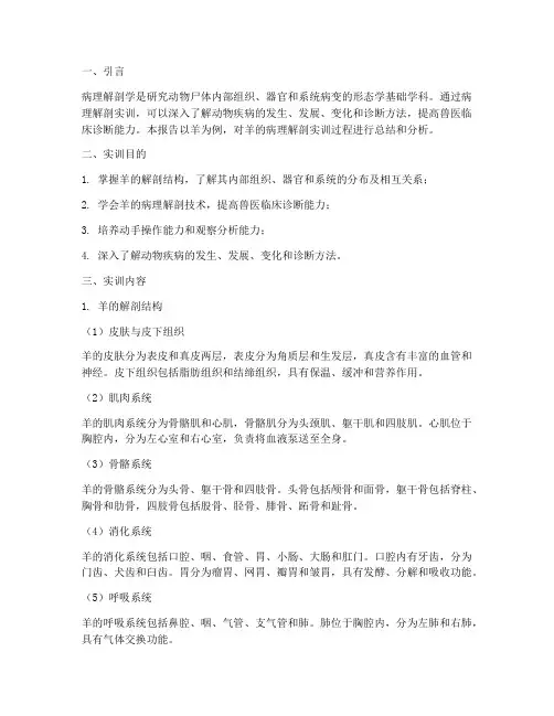 羊的病理解剖实训报告