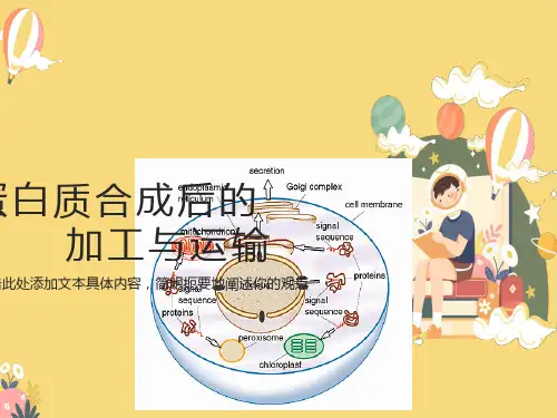 蛋白质合成后的折叠与加工