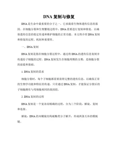 DNA复制与修复