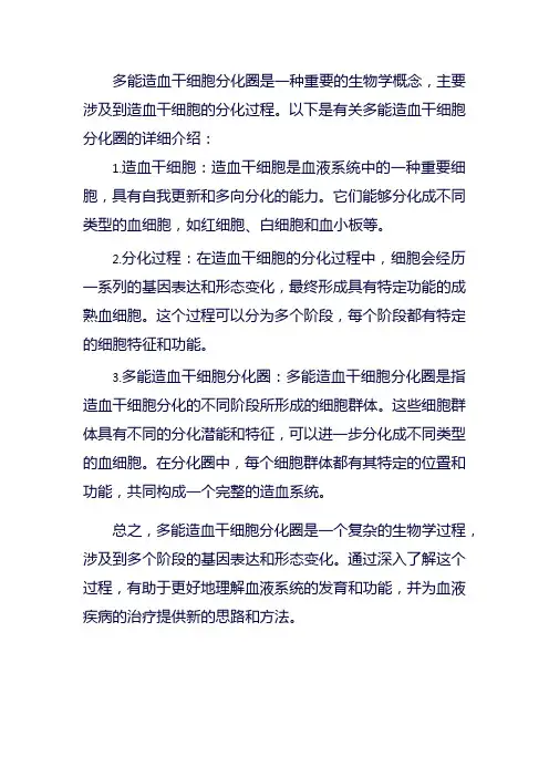 多能造血干细胞分化圈