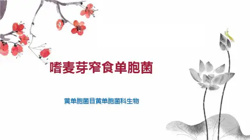 嗜麦芽窄食单胞菌