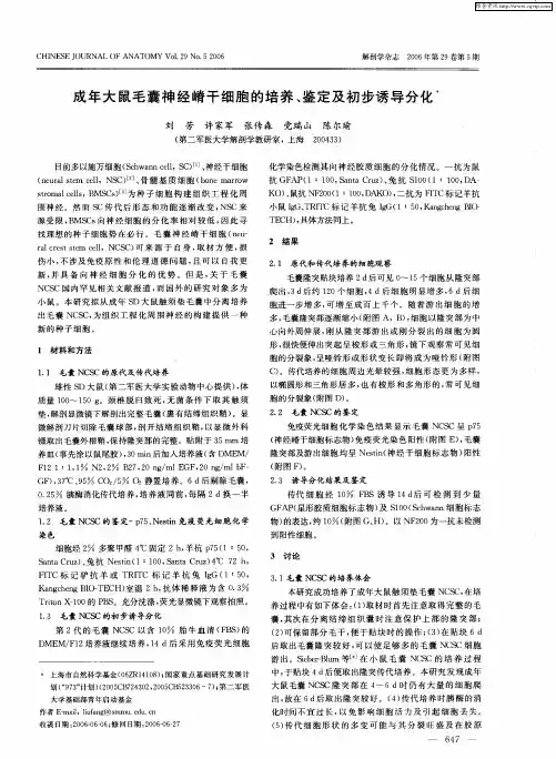 成年大鼠毛囊神经嵴干细胞的培养、鉴定及初步诱导分化
