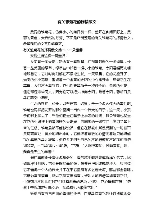 有关雏菊花的抒情散文
