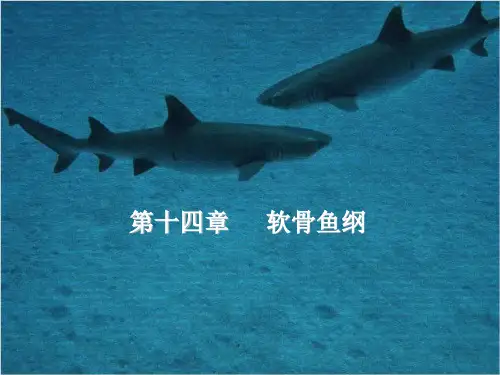 第十四章软骨鱼纲