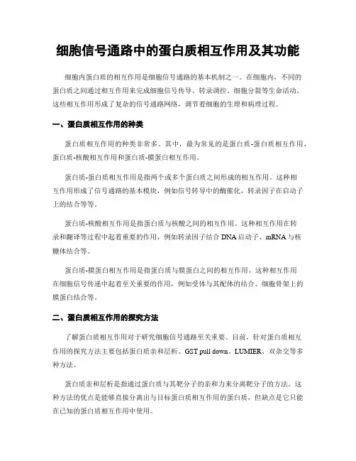 细胞信号通路中的蛋白质相互作用及其功能