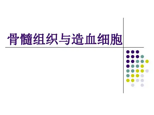 骨髓组织与造血细胞