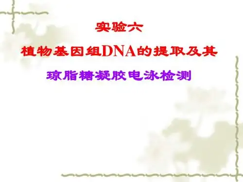 王刚--实验六--真核生物基因组DNA提取及琼脂糖凝胶电泳
