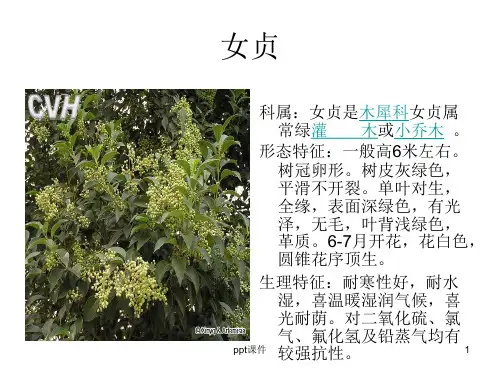 300种园林常用植物  ppt课件
