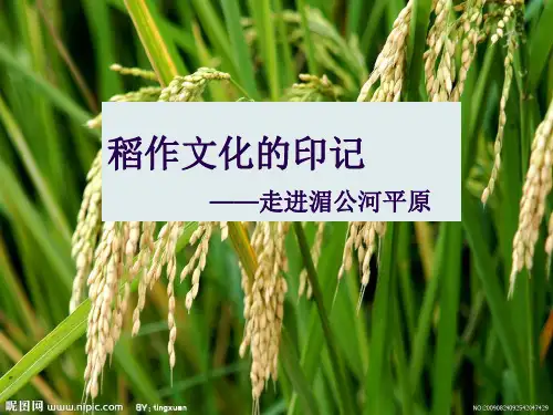 人教版七年级历史与社会上册3.1.1稻作文化的印记(共16张PPT)