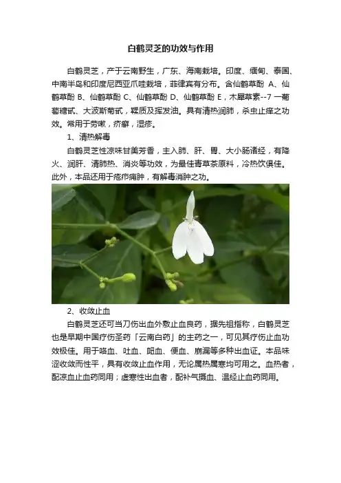 白鹤灵芝的功效与作用
