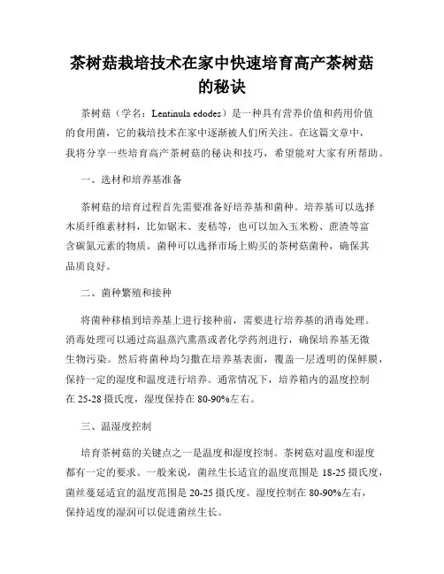 茶树菇栽培技术在家中快速培育高产茶树菇的秘诀