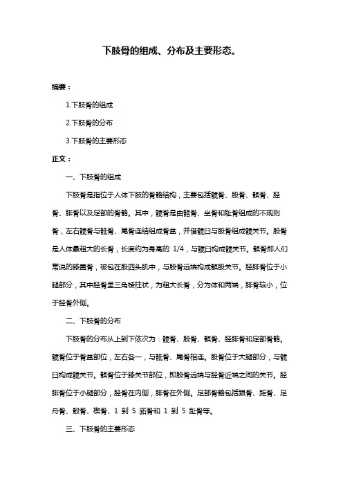 下肢骨的组成、分布及主要形态。