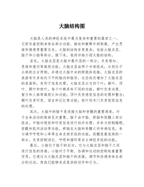 大脑结构图