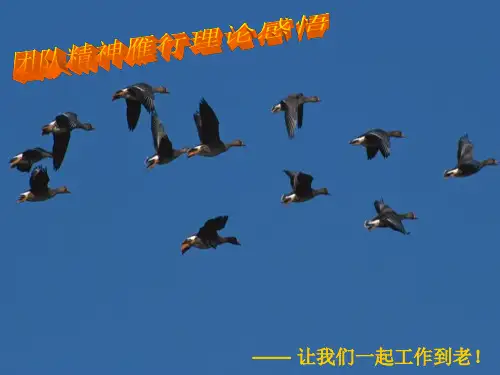 团队精神雁行理论感悟