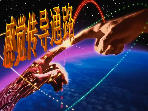 感觉传导通路