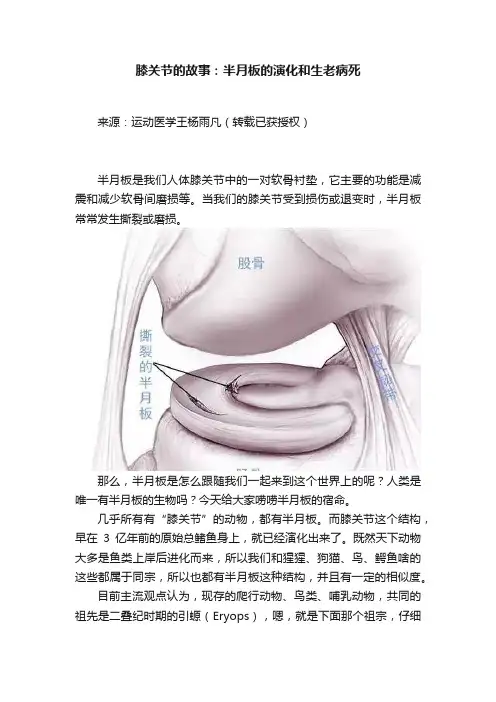 膝关节的故事：半月板的演化和生老病死