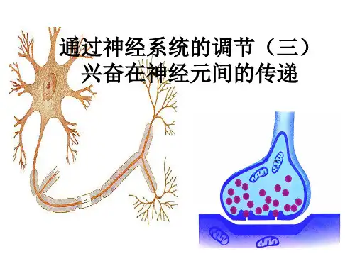 人教版生物必修三2.2兴奋在神经元间的传递