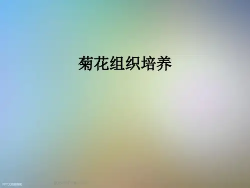 菊花组织培养