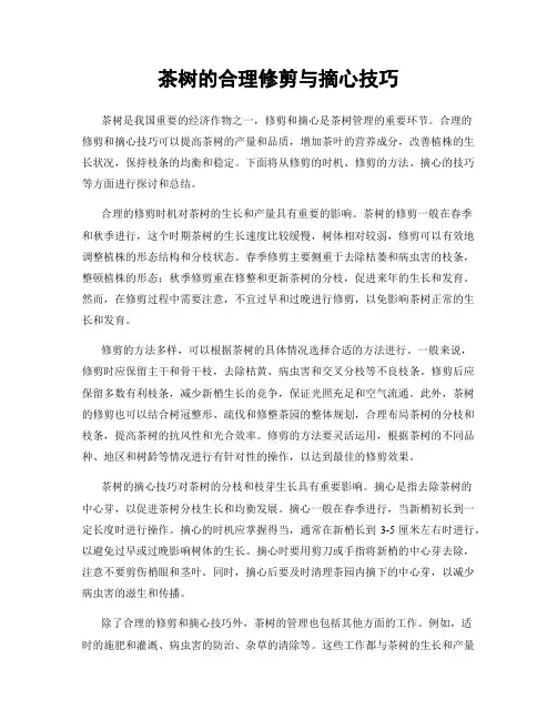 茶树的合理修剪与摘心技巧