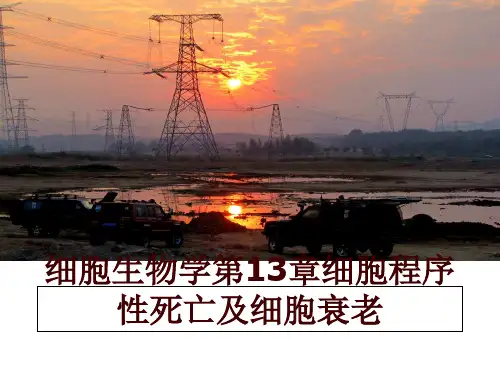 最新细胞生物学第13章细胞程序性死亡及细胞衰老讲学课件