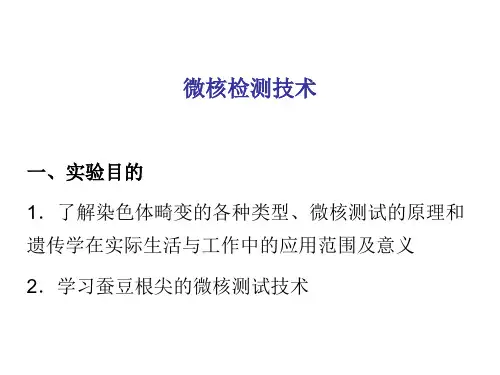蚕豆根尖微核检测技术