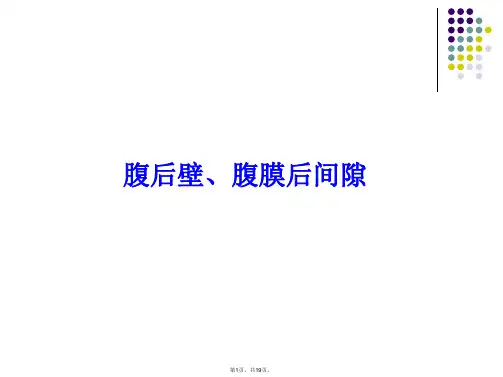 腹后壁腹膜后间隙(共19张PPT)